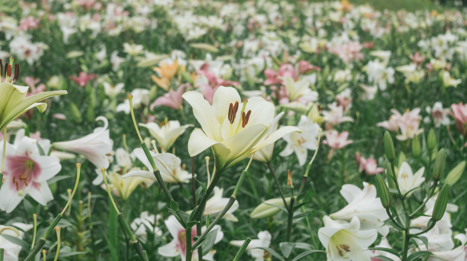 百合の花 ディアペットメモリアルブログ