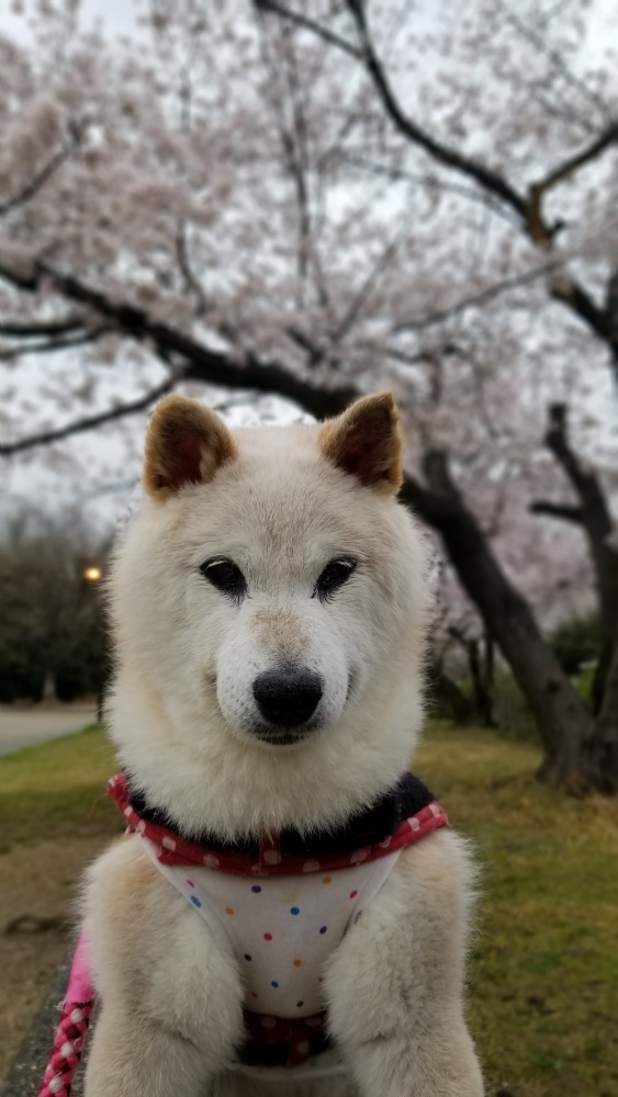 柴犬ちゃんが虹の橋を渡りました 死別体験記 Y N様の場合 ディアペットメモリアルブログ