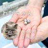 スタッフの愛猫わたちゃんのお迎えに行ってきました！②　－お骨が真珠に生まれ変わる